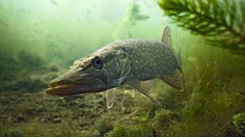 Pêche au brochet et au sandre