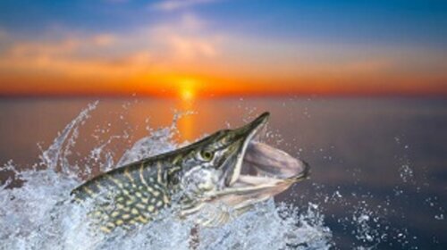 Pêche au brochet et au sandre