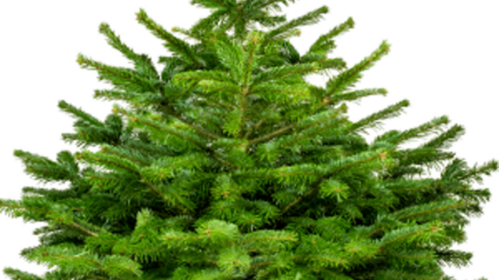 Que faire du sapin ?