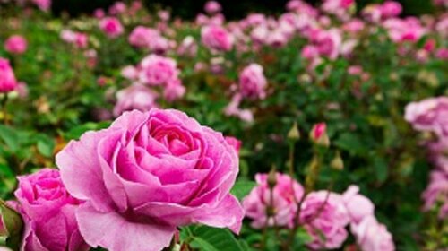 Opération fleurs et nature avec le COCM