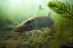 Pêche au brochet et au sandre