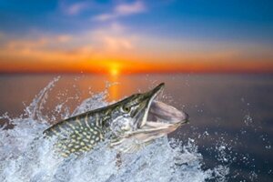 Pêche au brochet et au sandre