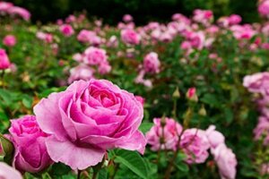 Opération fleurs et nature avec le COCM